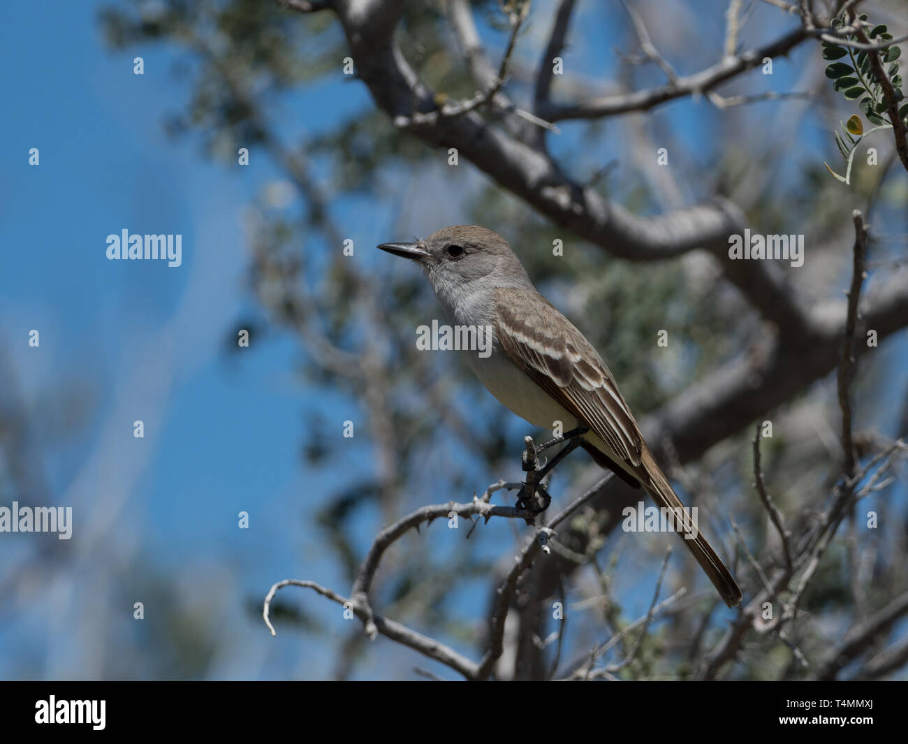 Mexico baja california desert hi-res stock photography and images - Alamy