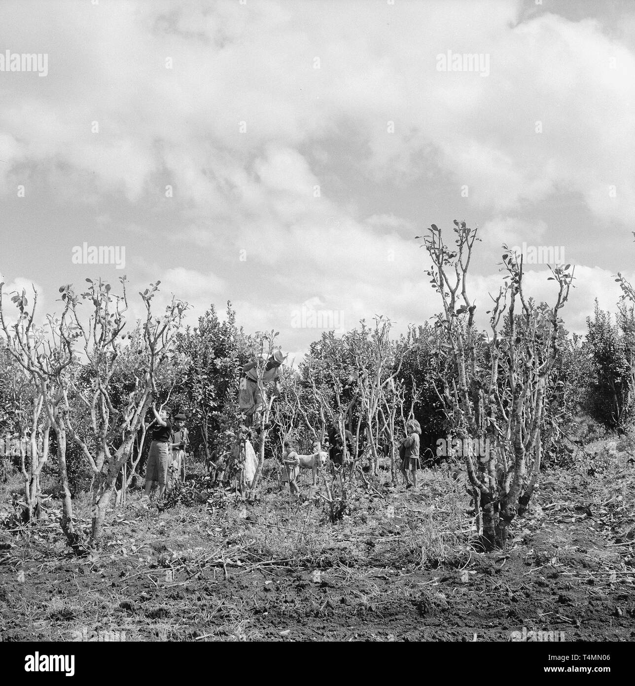 Harvest in a YerbaMate planting in Santa Maria Mayor (Misiones