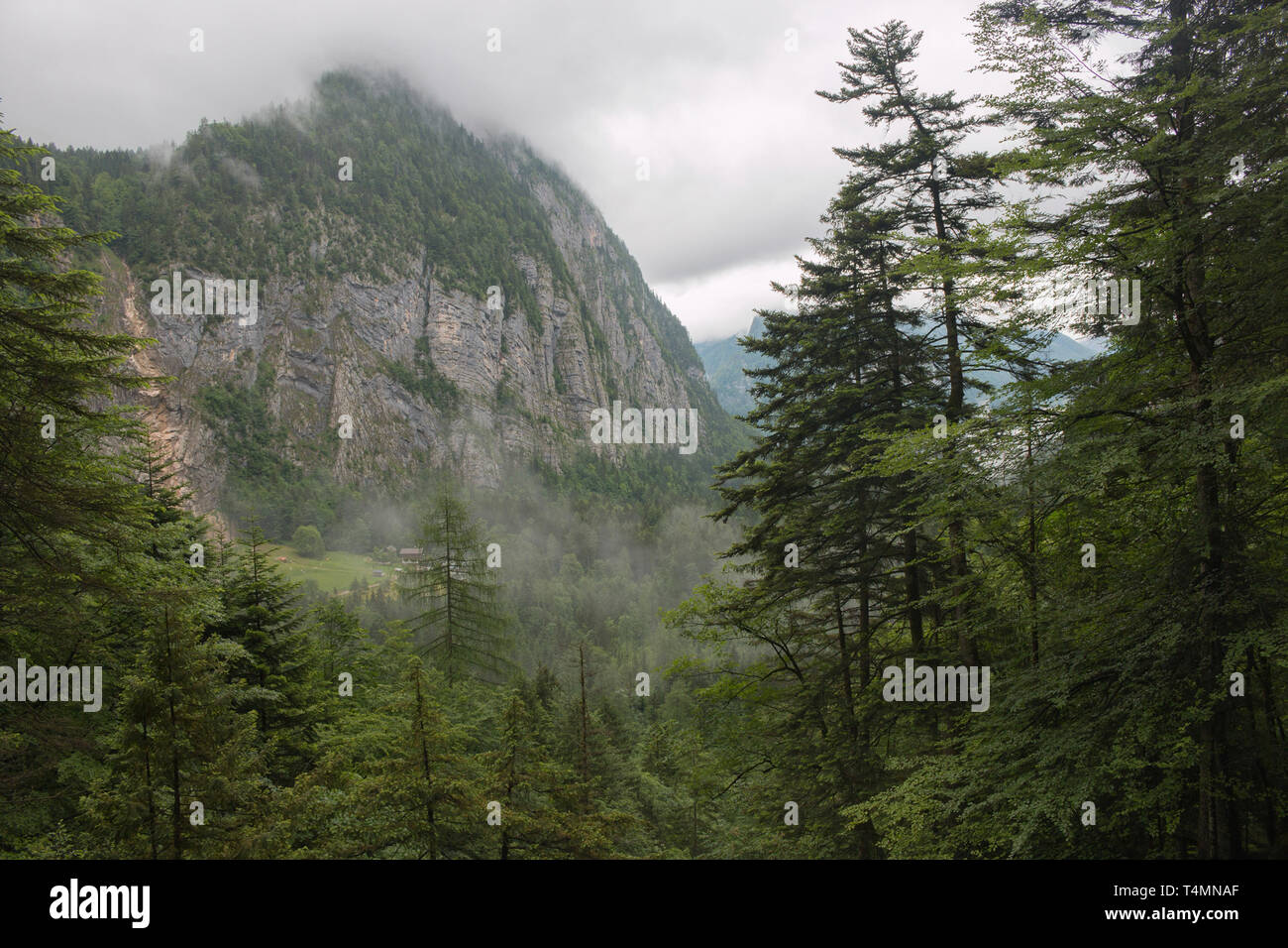 Alpine mountains and wall of deep green forest. Walk in summer day in ...