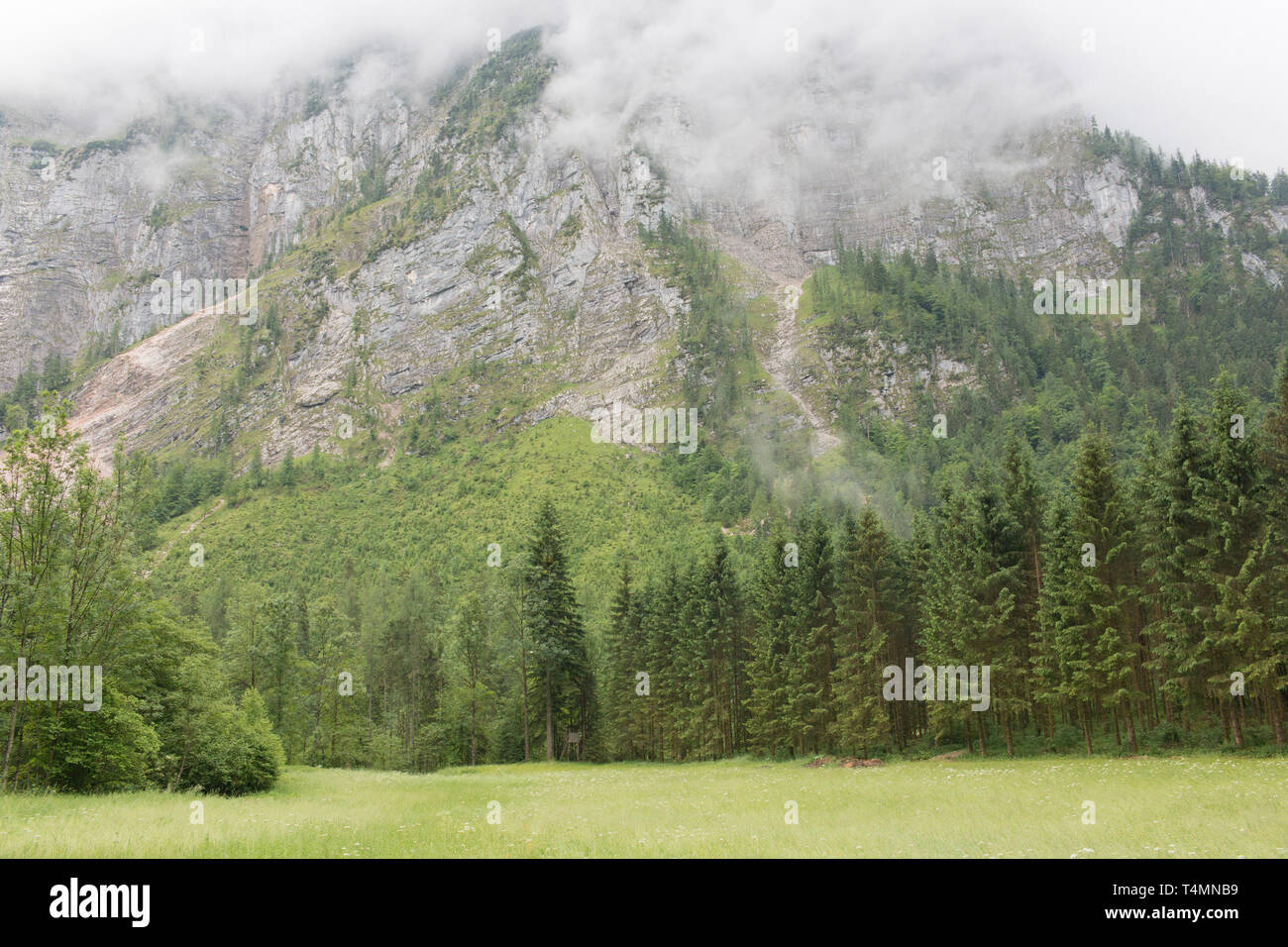 Alpine wall garden hi-res stock photography and images - Alamy