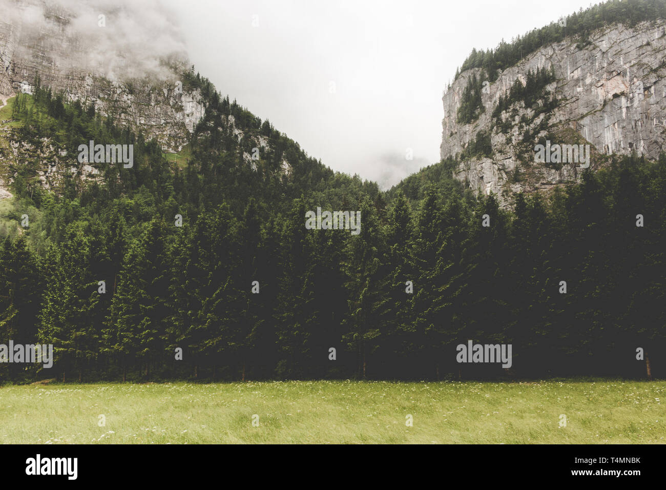 Alpine mountains and wall of deep green forest. Walk in summer day in ...