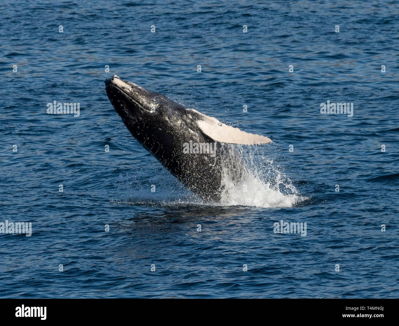 Humpback whale, Megaptera novaeangliae, breaching off of Cabo San Lucas ...