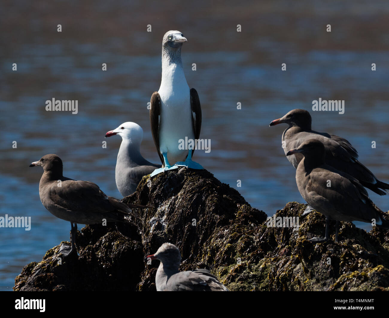 A blue-footed booby perched with Heermann's gulls in the Sea of Cortez, Baja, Mexico Stock Photo