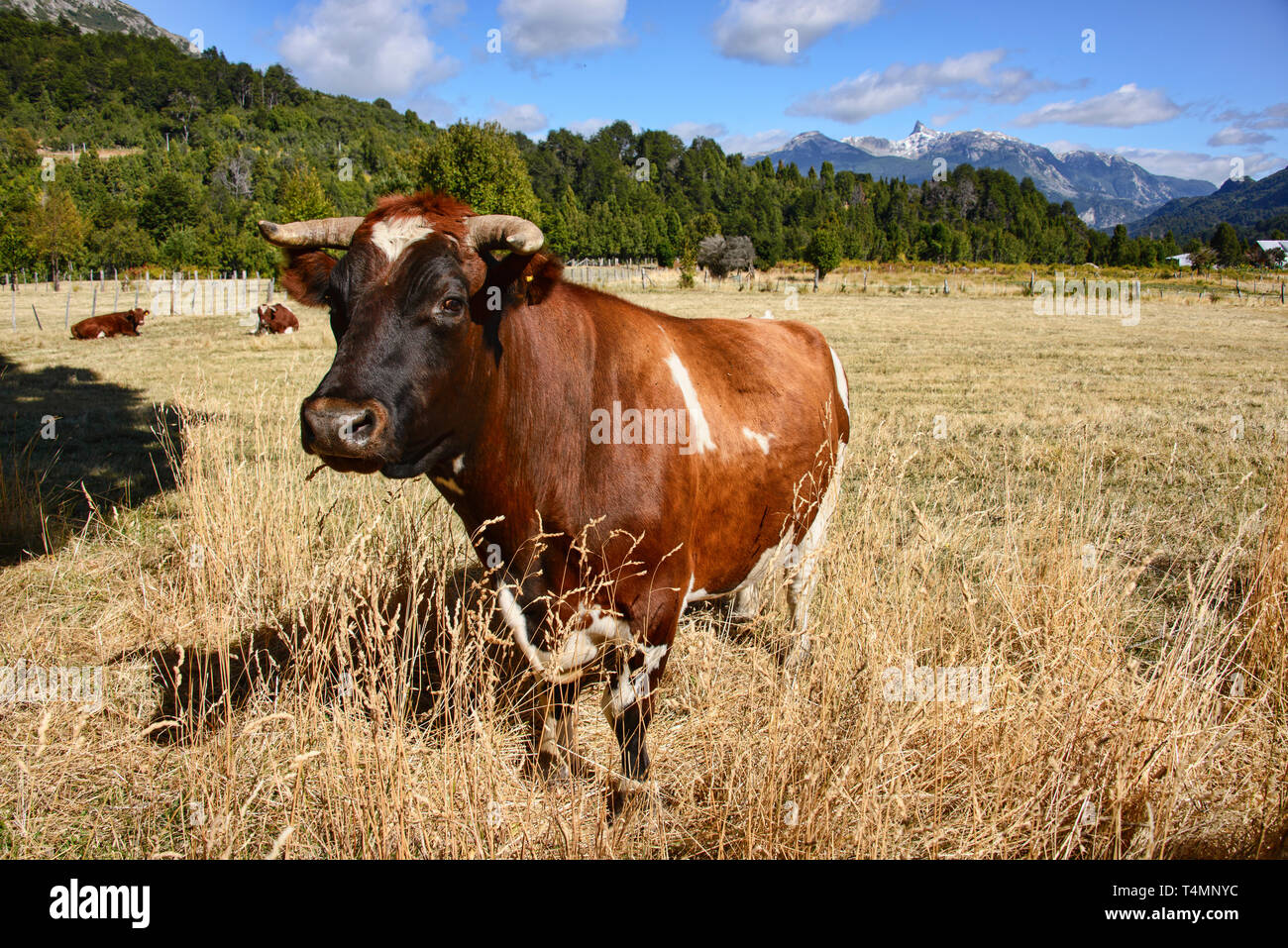 Healthy cow in a ranch in the Futaleufú Valley, Patagonia, Chile Stock ...