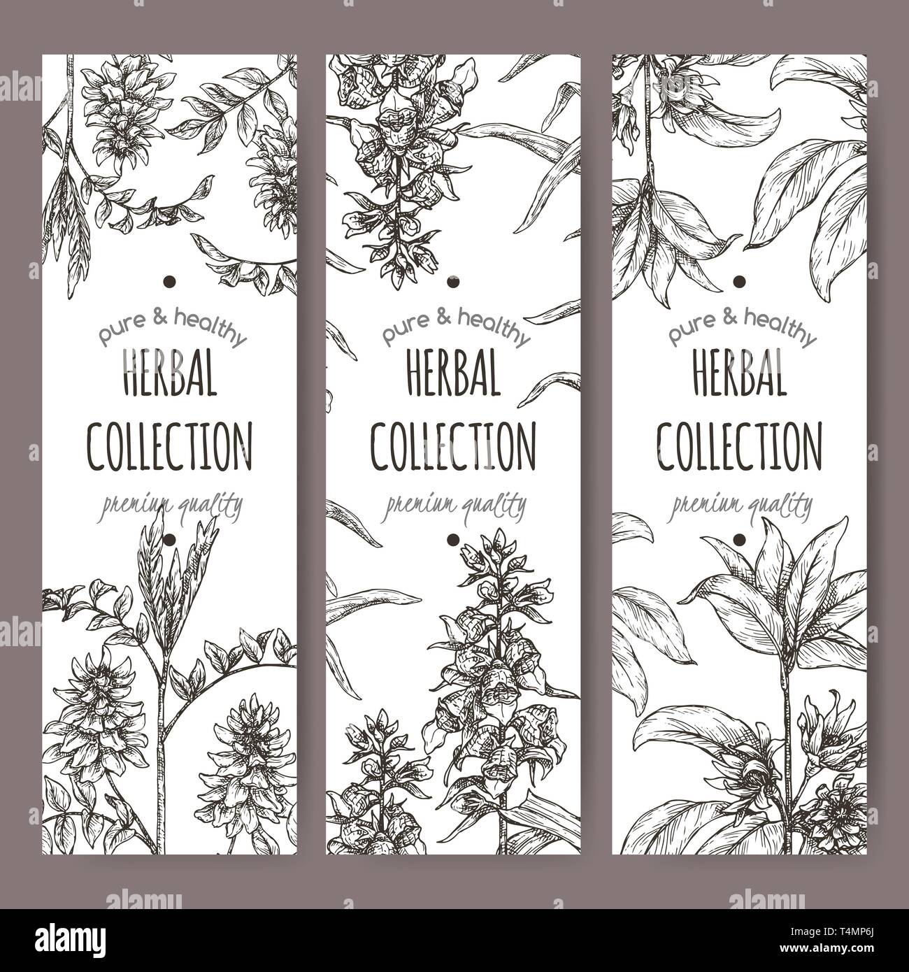 Three labels with star anise or badiane, liquorice and Digitalis lanata aka woolly foxglove sketch. Stock Vector