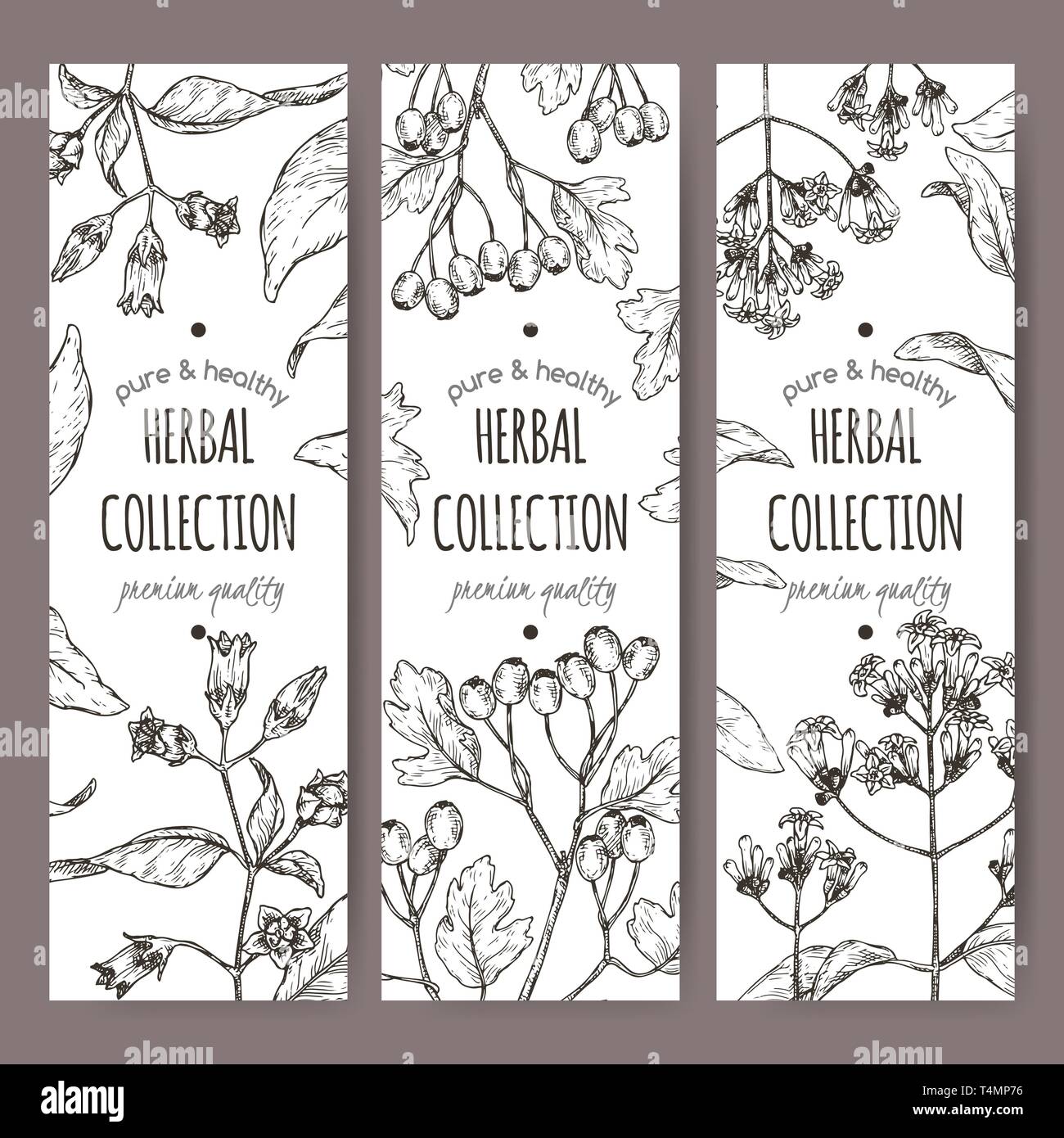 Three labels with belladonna, quinine or Jesuit bark and common hawthorn sketch. Stock Vector