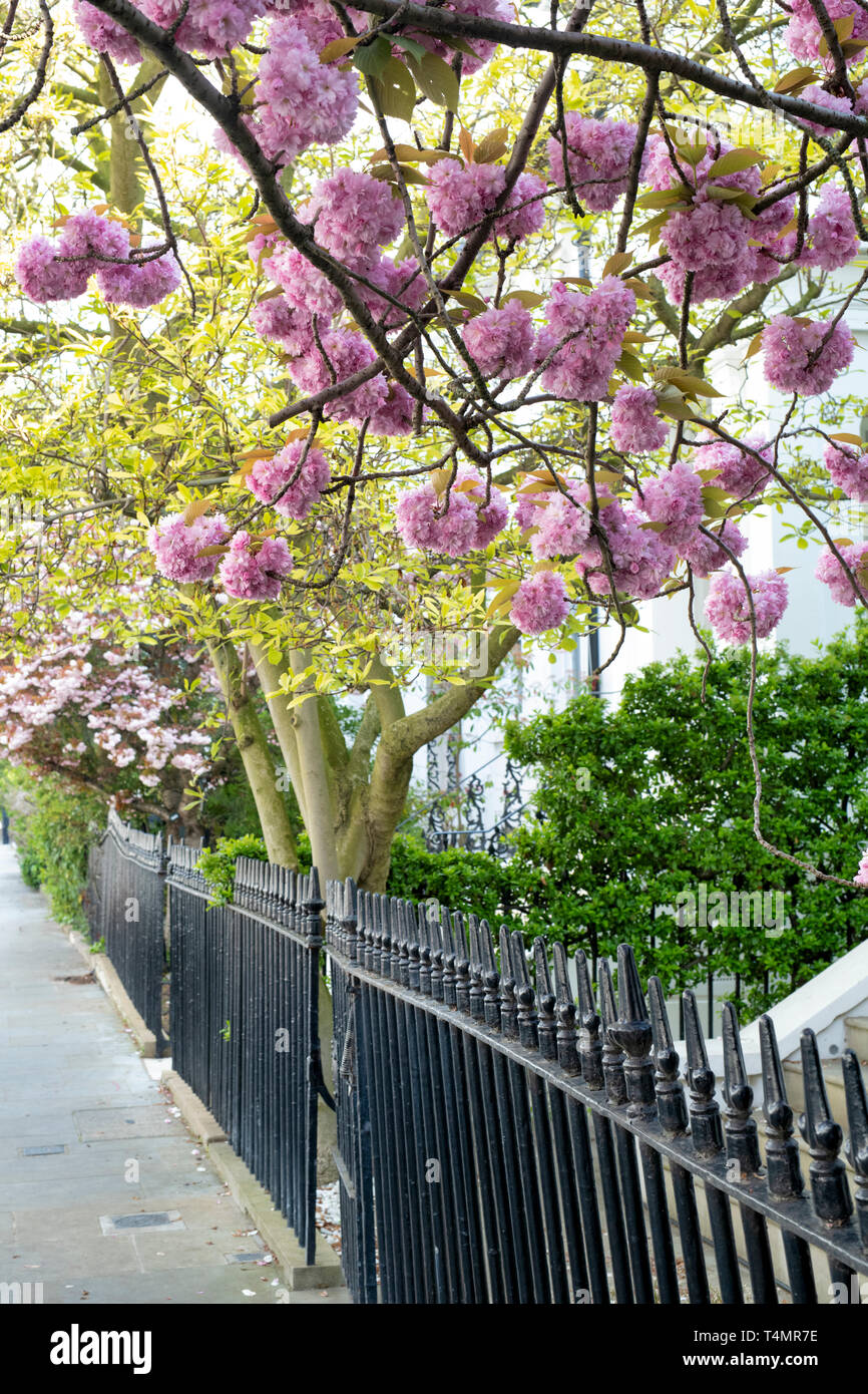London cherry blossoms hires stock photography and images Alamy