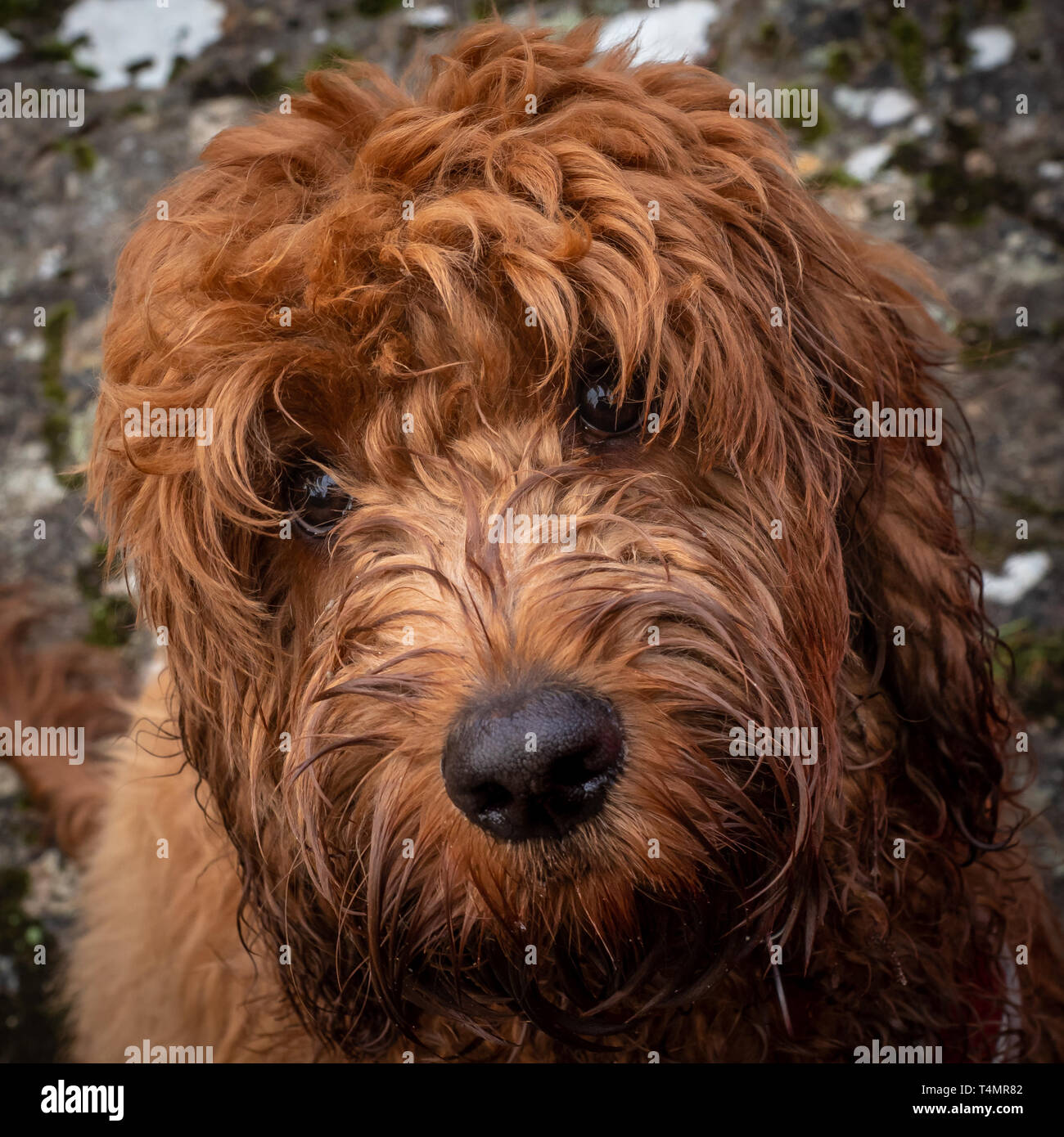 A young cockapoo with a loving look gazing at its owner Stock Photo - Alamy