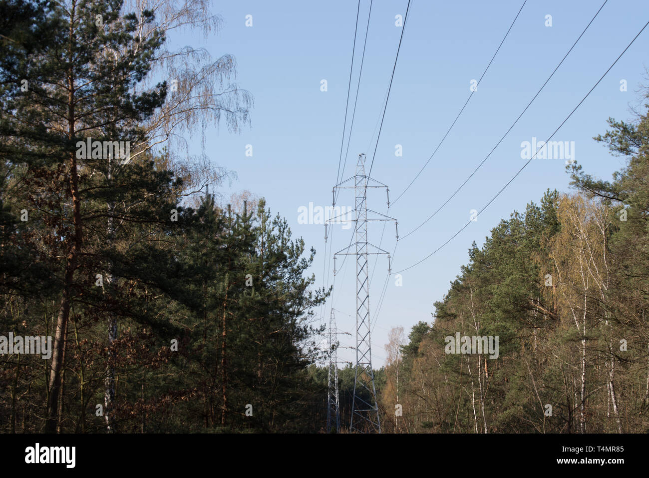 electric power lines and pylon in forest on sunny day Stock Photo - Alamy