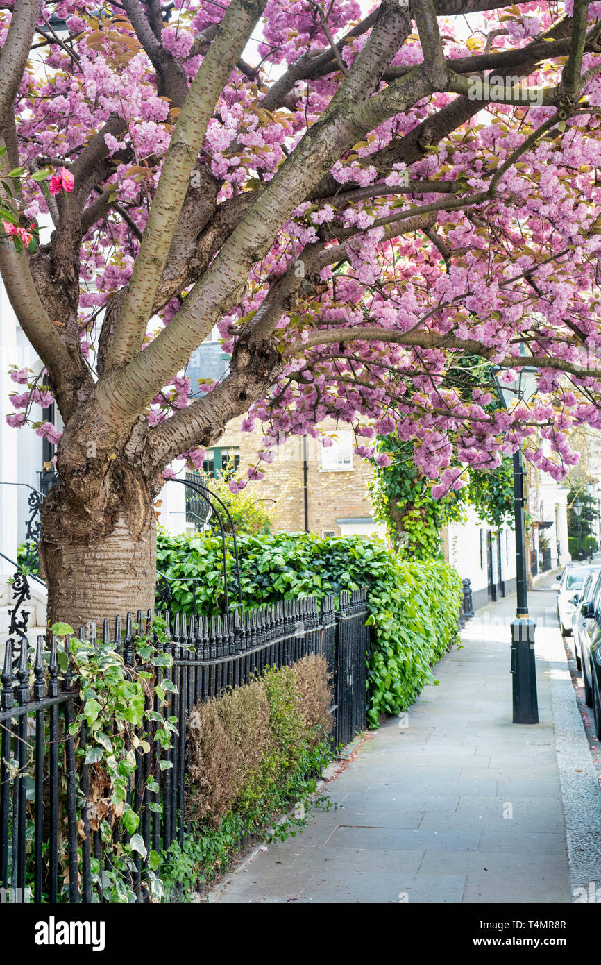 Blossom street london hires stock photography and images Alamy