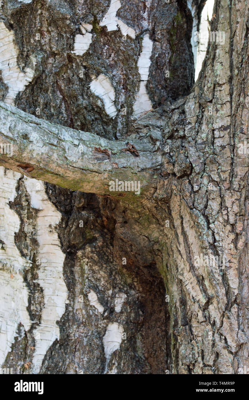 Two trees growing together hires stock photography and images Alamy