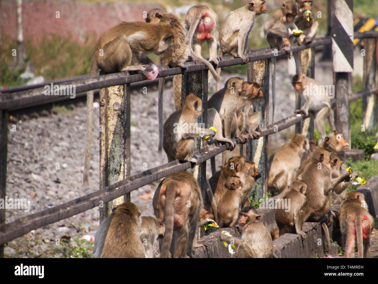 Planet Of Apes Large Group Of Monkeys Macaca Fascicularis Sitting On A Railingat Railway Station In Lopburi Thailand Stock Photo Alamy