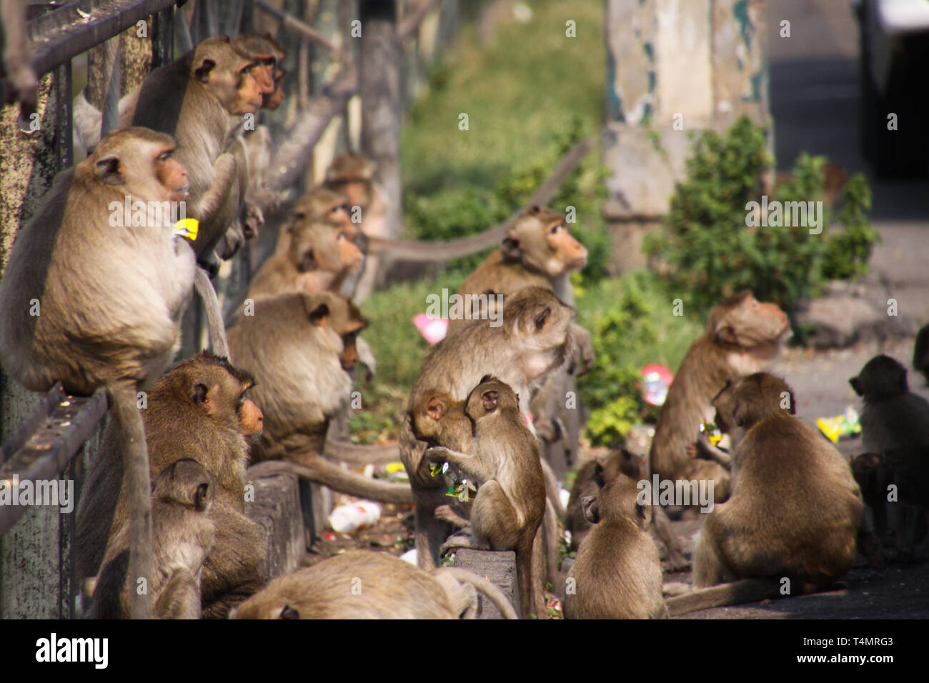 of apes Large group of monkeys (Macaca fascicularis) sitting