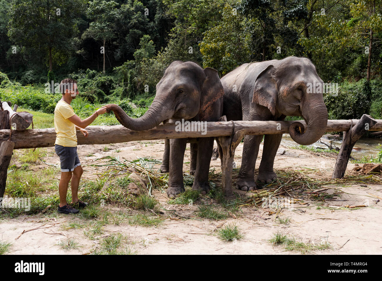 Man feeding Elephants in a Elephant Sanctuary. Chiang Mai, Thailand. Stock Photo