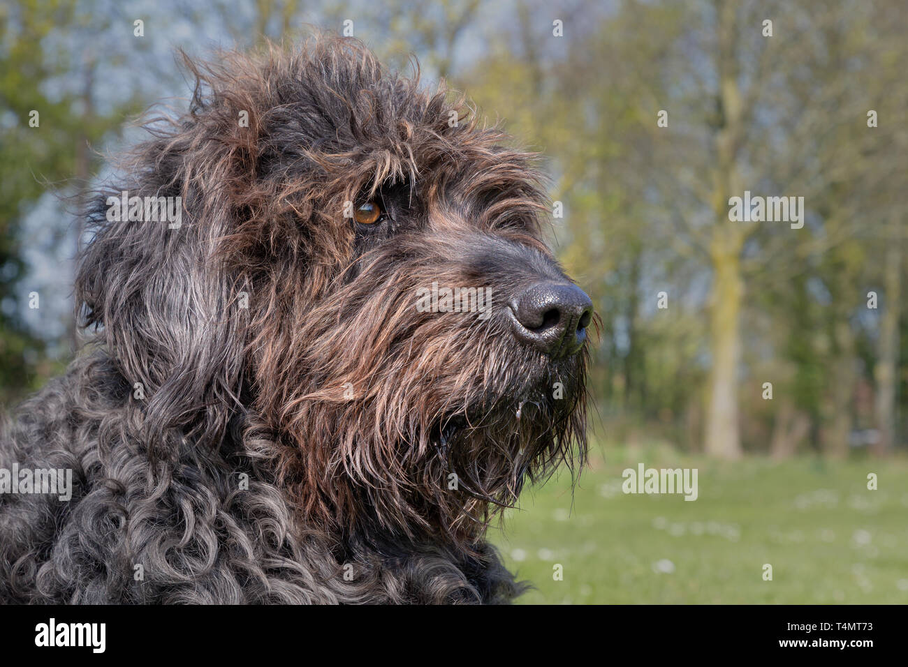 Head of a mature black Labradoodle sitting in the sun in Victoria Park, Warrington, Cheshire, England, UK Stock Photo