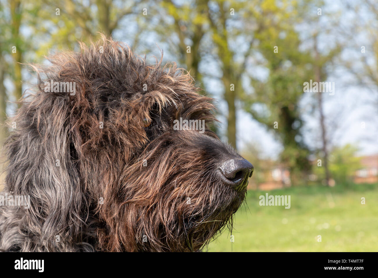 Head of a mature black Labradoodle sitting in the sun in Victoria Park, Warrington, Cheshire, England, UK Stock Photo