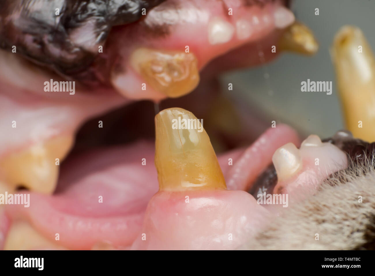very old cat dentition, fractured teeth and bacterial plaque Stock