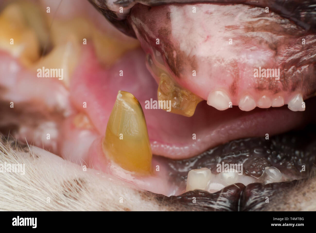 very old cat dentition, fractured teeth and bacterial plaque Stock