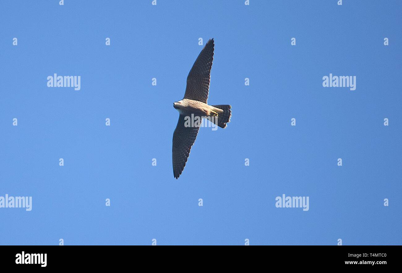 Wildbird store peregrine sling