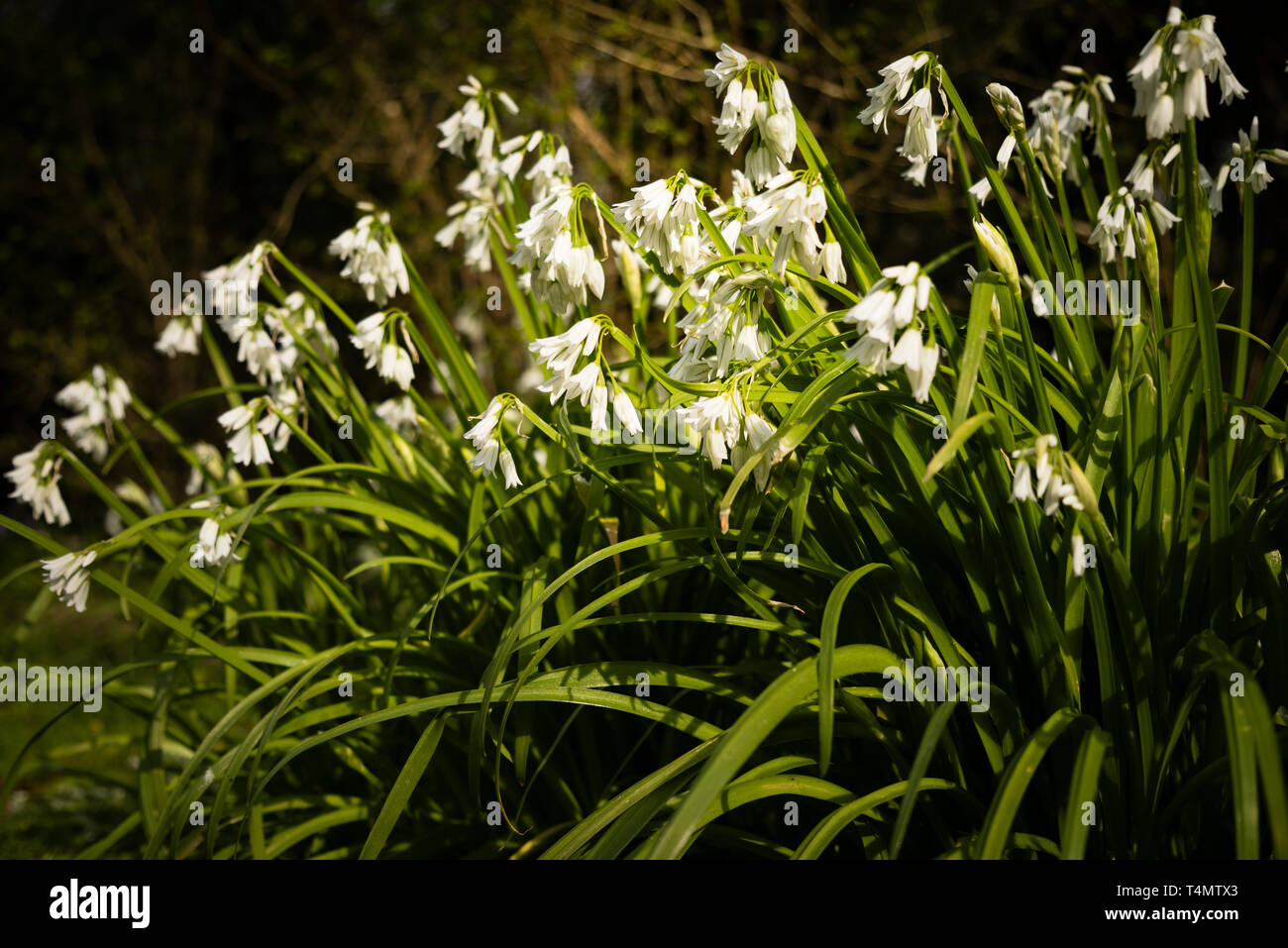 European native wildflower Three Cornered Garlic (Allium triquetrum) in a woodland setting. Stock Photo