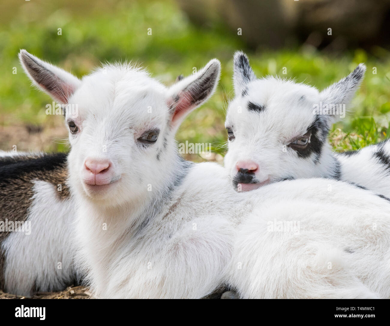 One week old pygmy goats at Acton Scott Historic Working Farm, near