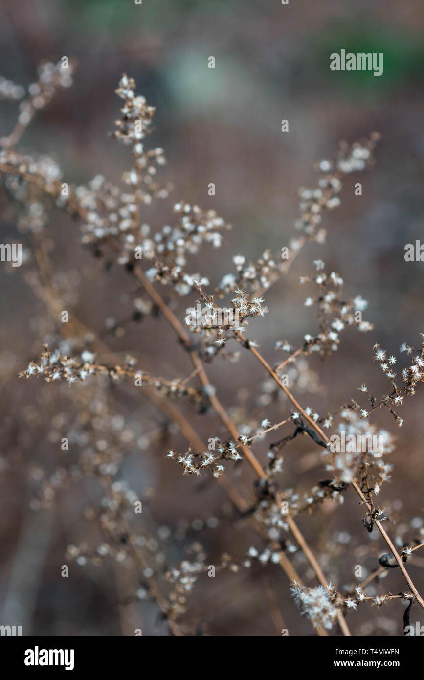 Dead wildflowers hires stock photography and images Alamy