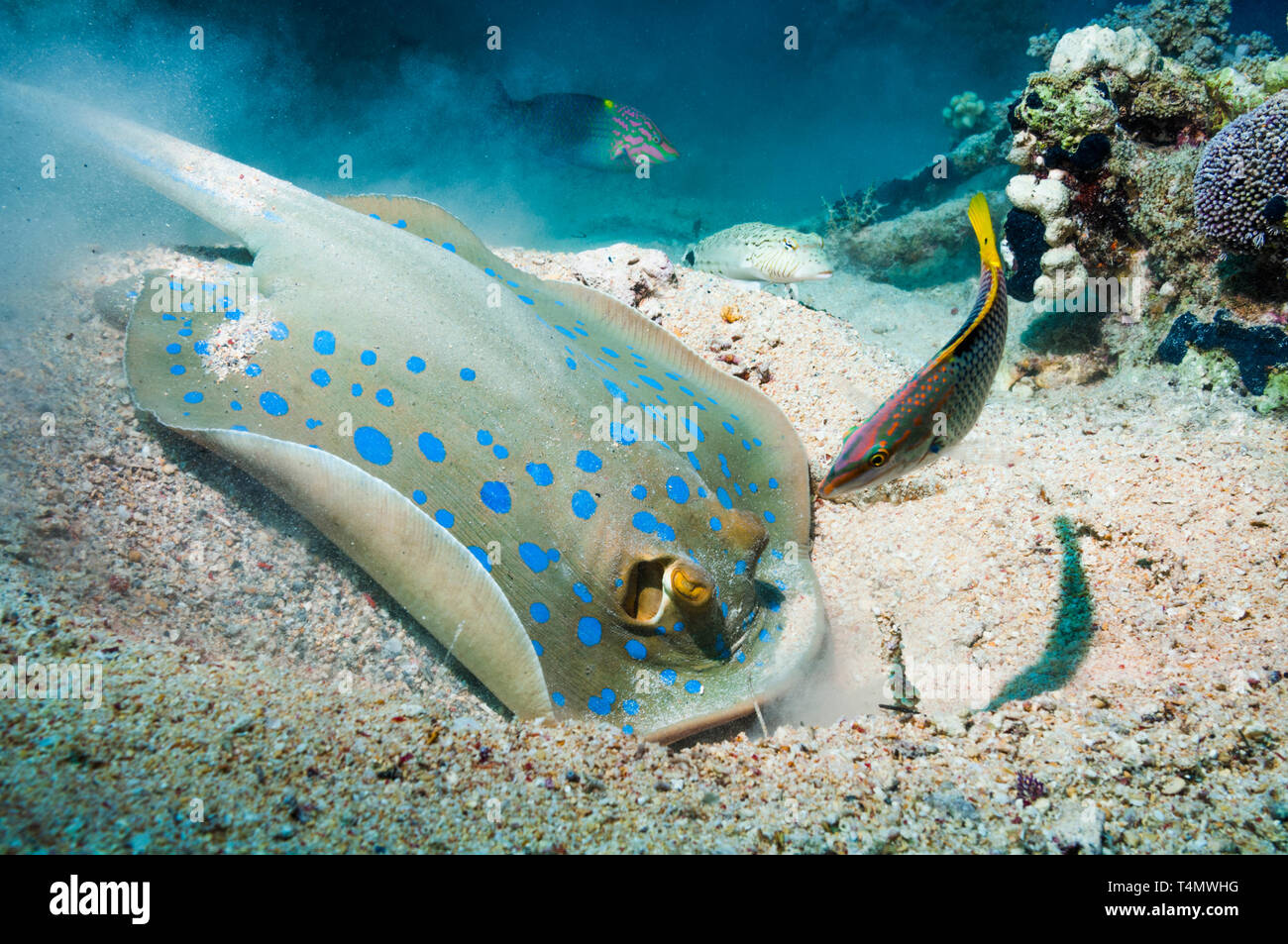 Bluespotted ribbontail ray (Taeniura lymna) digging in the sandy bottom for molluscs or worms, watched by a Checkerboard wrasse (Halichoeres hortulanu Stock Photo