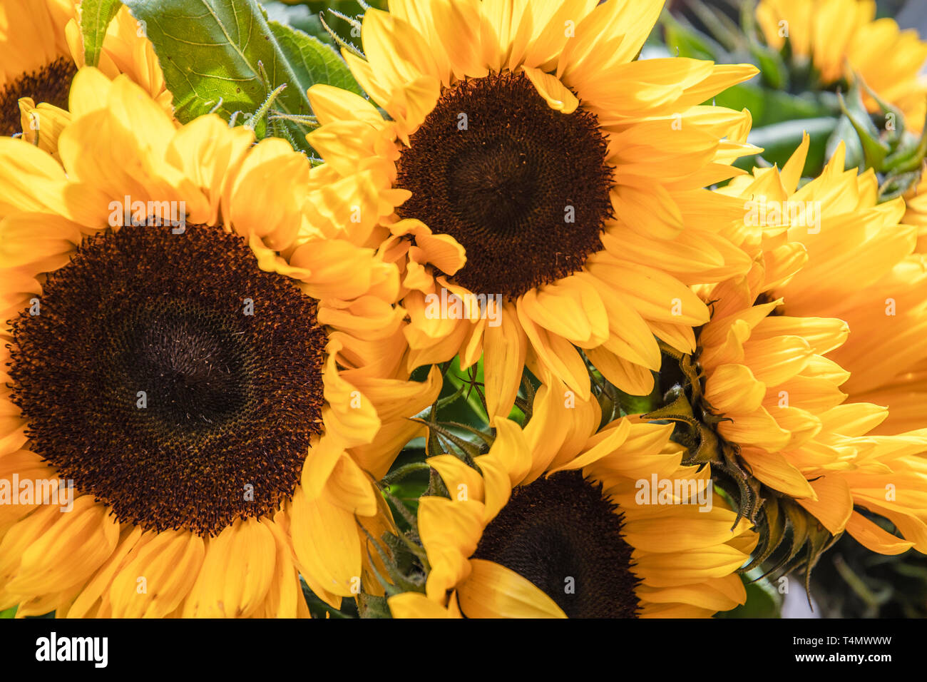 Sunflowers, Sonnenblumen Stock Photo