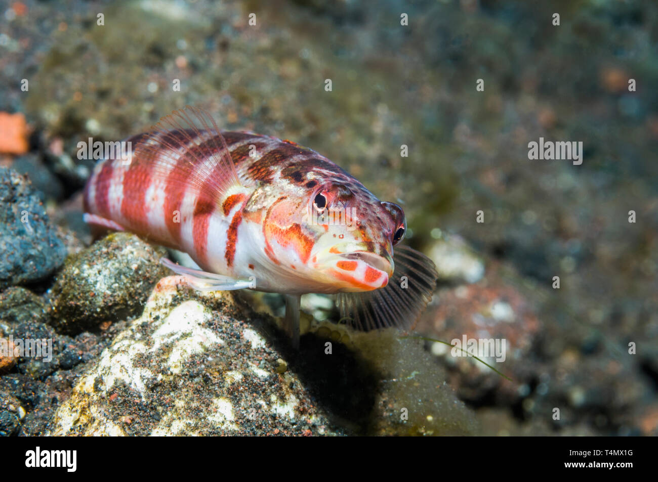 Red-Spotted Sandperch [Parapercis schauinslandi].  Lembeh Strait, North Sulawesi, Indonesia.  Indo-West Pacific. Stock Photo