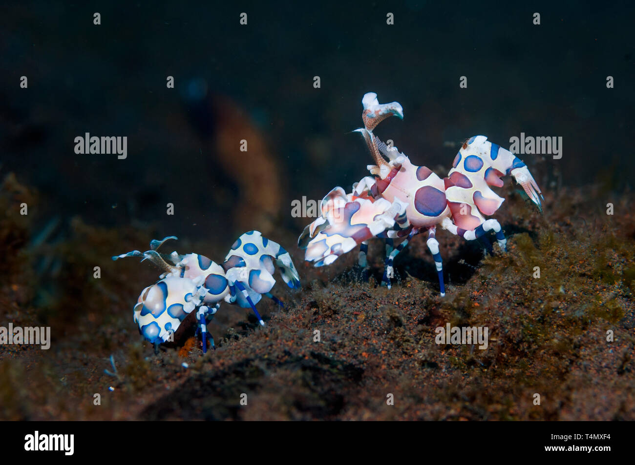 Harlequing shrimp [Hymenocera elegans].  Bali, Indonesia.  Indo-West Pacific. Stock Photo