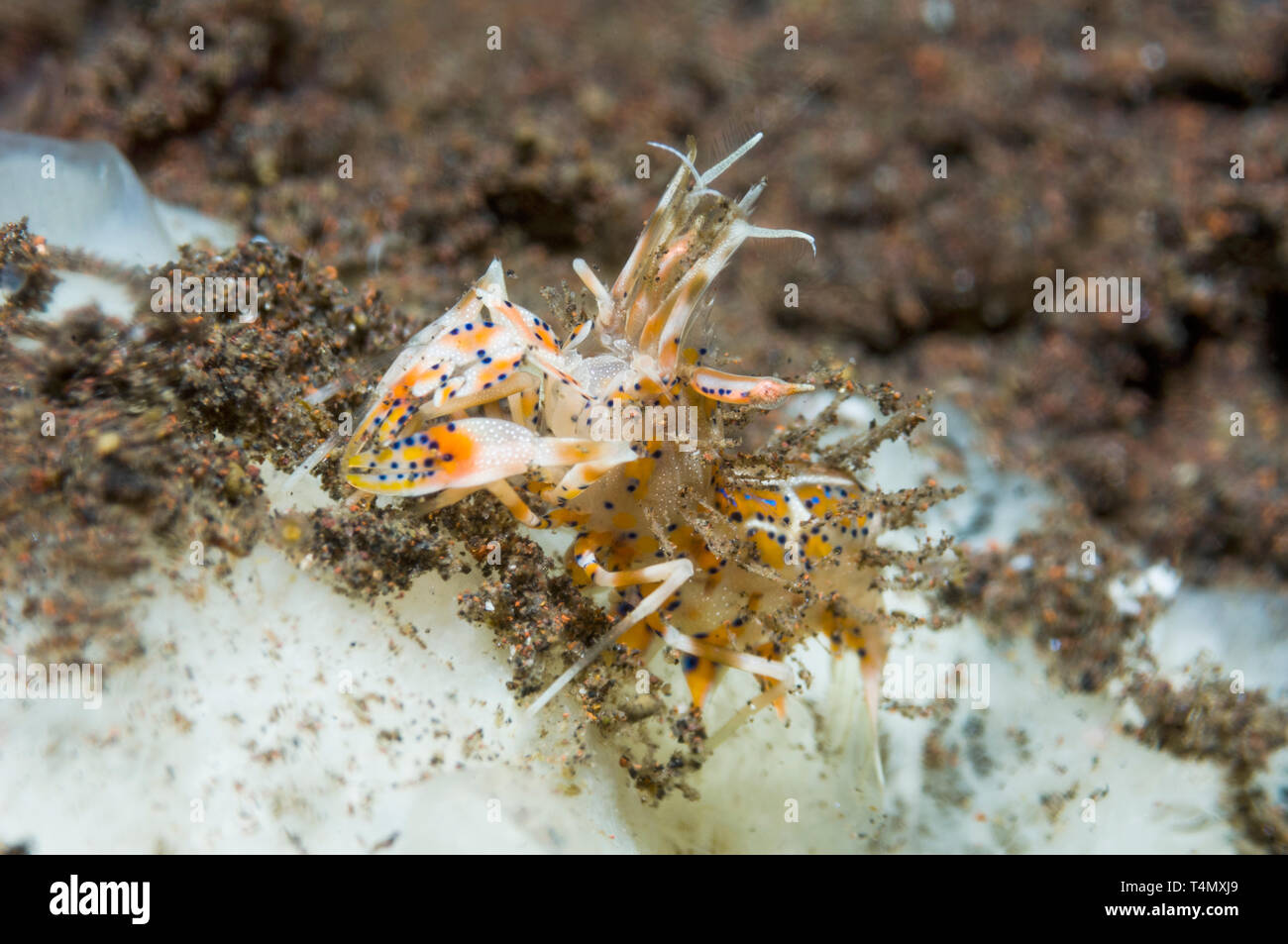 Elegant shrimp, Tiger shrimp, Spiny shrimp [Phyllognathia ...