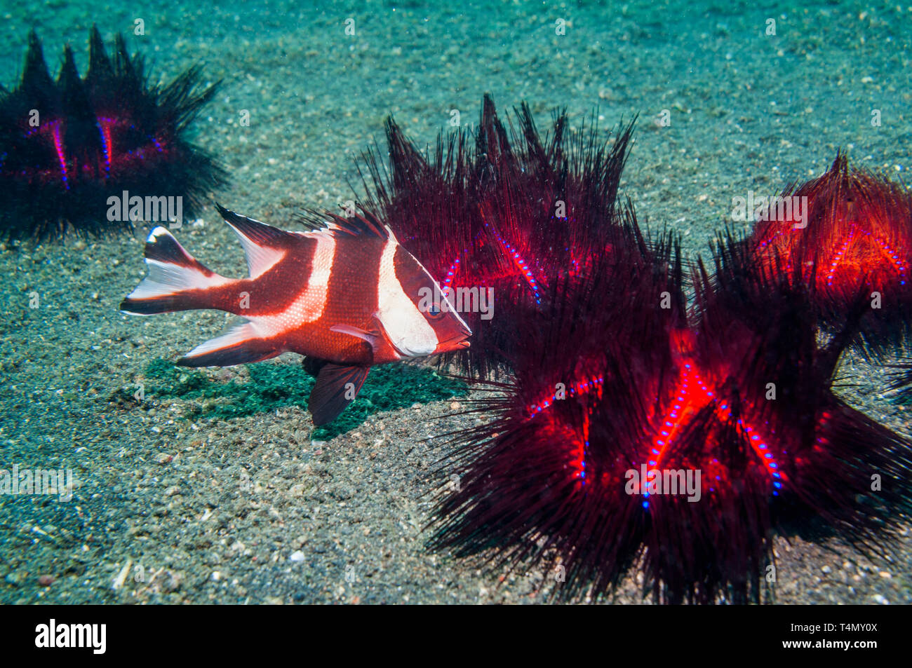 Emperor Snapper [Lutjanus sebae] juvenile sheltering amongst Long-spined Sea Urchins [Astropyga radiata].  North Sulawesi, Indonesia.  Indo-West Pacif Stock Photo