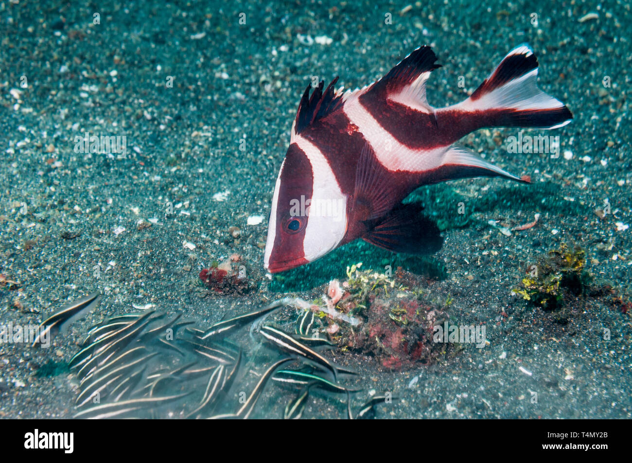 Emperor Snapper [Lutjanus sebae] juvenile following foraging Striped Catfish [Plotosus lineatus].  North Sulawesi, Indonesia.  Indo-West Pacific. Stock Photo