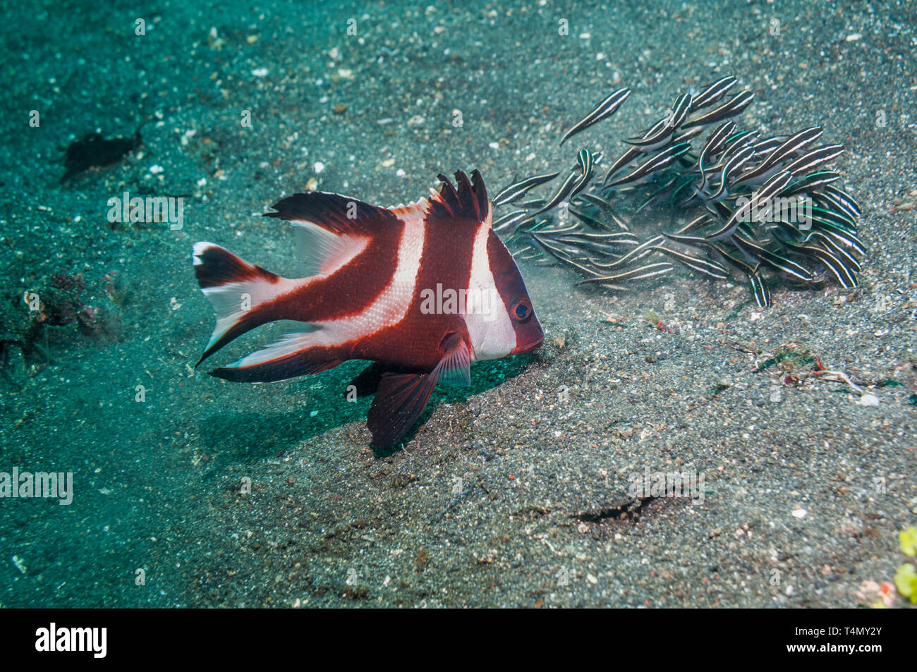 Emperor Snapper [Lutjanus sebae] juvenile following foraging Striped Catfish [Plotosus lineatus].  North Sulawesi, Indonesia.  Indo-West Pacific. Stock Photo