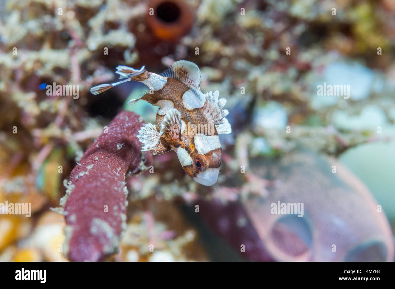 Harlequin sweetlips [Plectorhinchus chaetodonoides], very small juvenile.  Lembeh Strait, North Sulawesi, Indonesia. Stock Photo