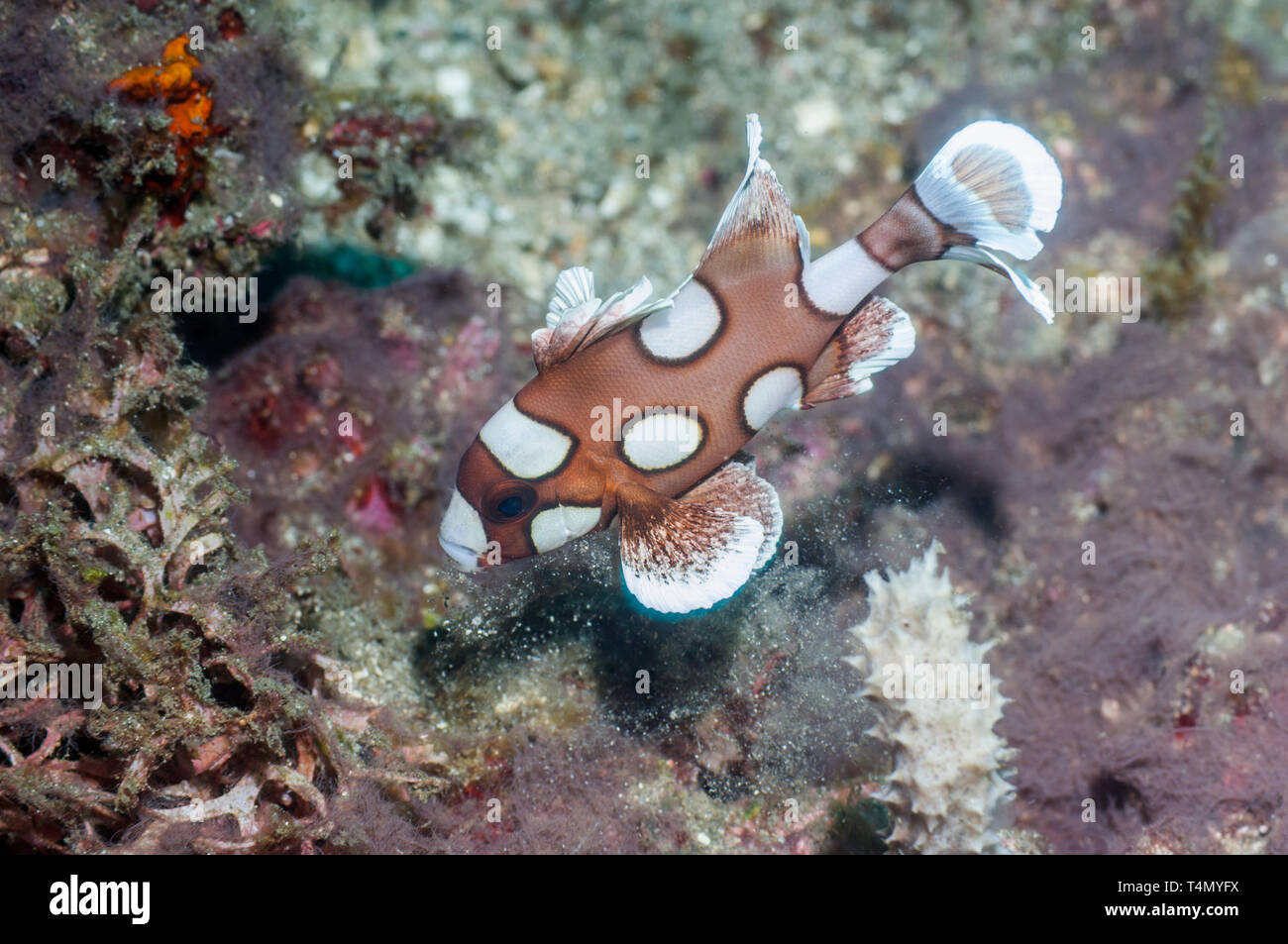 Harlequin sweetlips [Plectorhinchus chaetodonoides], small juvenile.  Lembeh Strait, North Sulawesi, Indonesia. Stock Photo