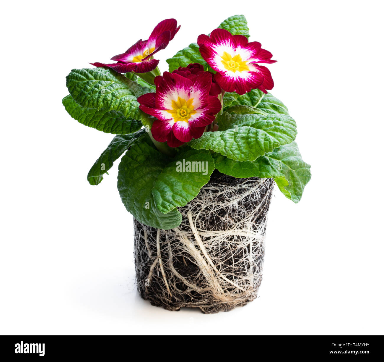 Colorful  Primulas in black pot with roots isolated on white Stock Photo