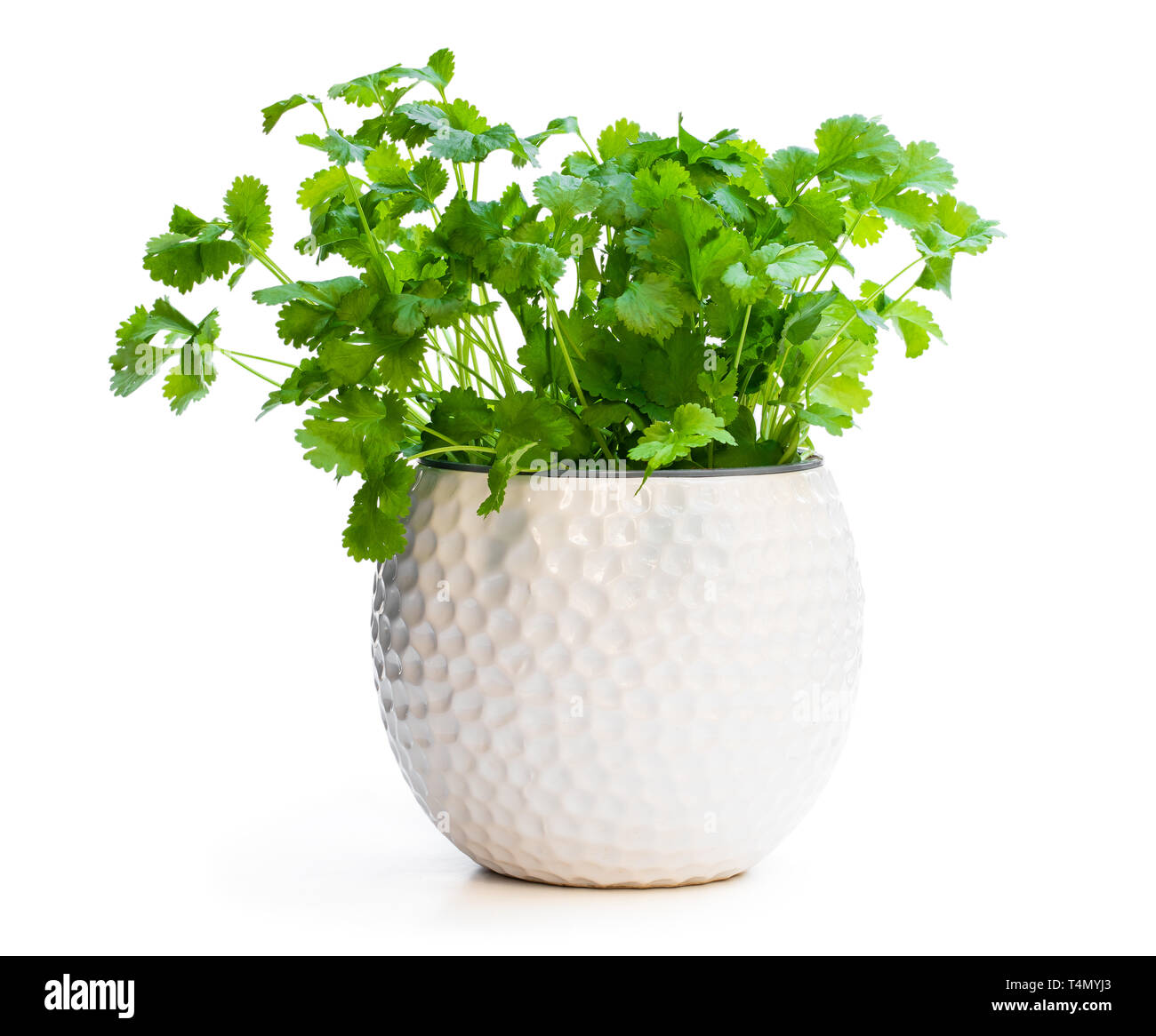 Coriander pot isolated hi-res stock photography and images - Alamy
