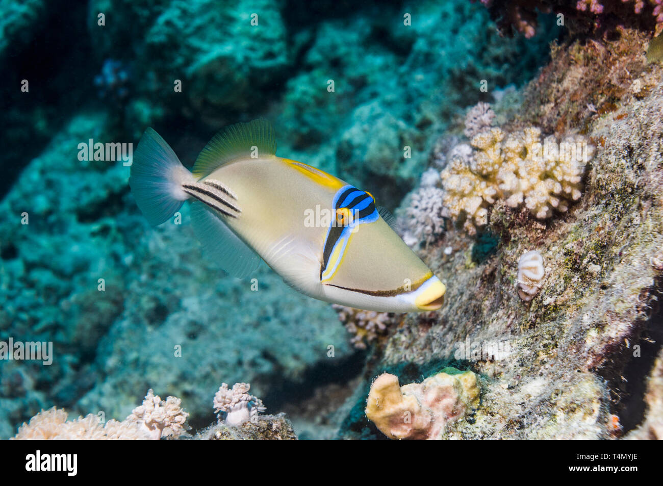 Arabian picassofish (Rhinecanthus assasi).  Range Red Sea to Gulf Oman and Arabian Gulf. Stock Photo