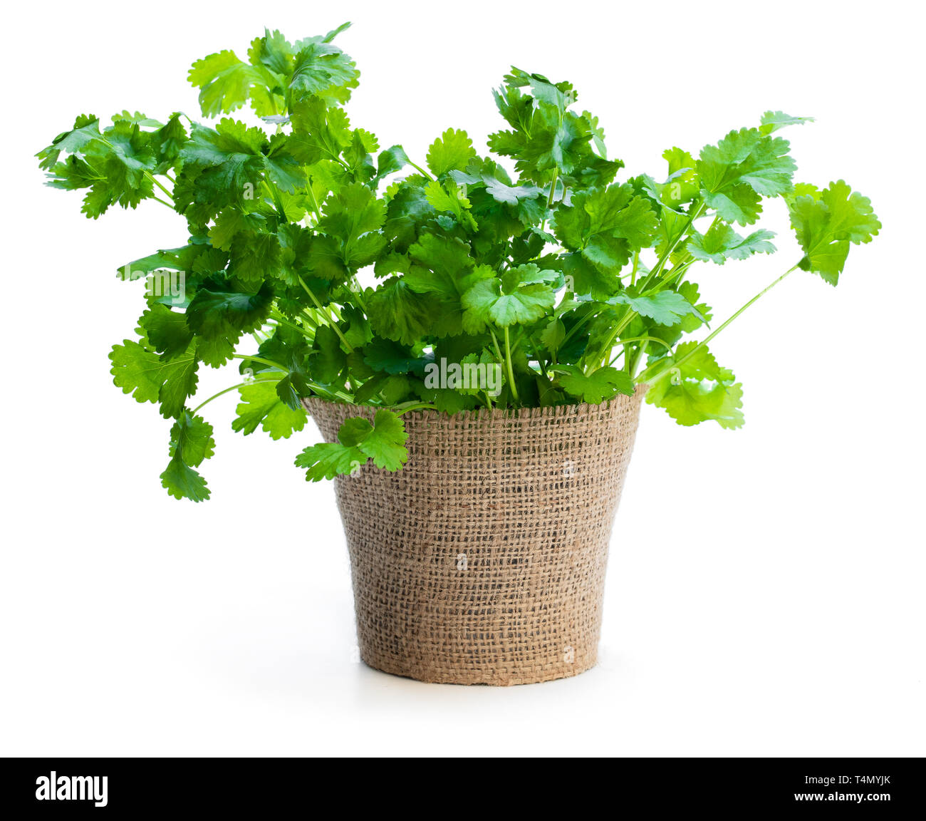 Coriander plant in a pot isolated on white Stock Photo - Alamy
