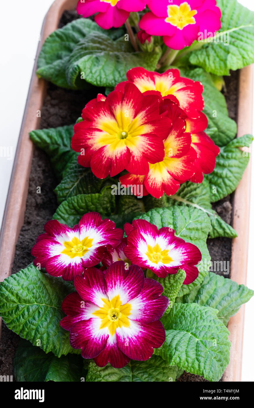 Colorful  Primulas in rectangular pot isolated on white Stock Photo