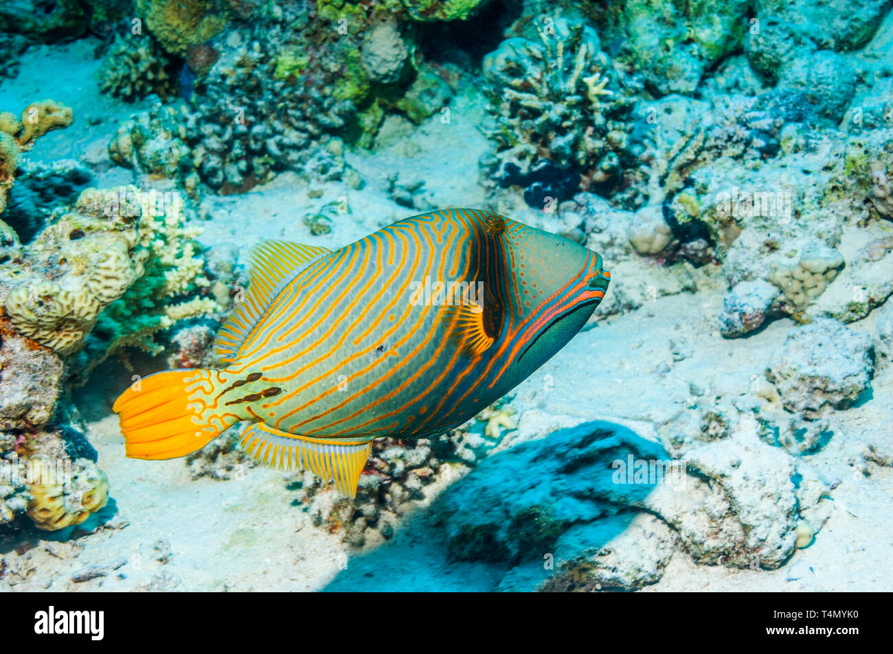 Orange-lined Triggerfish [Balistoides undulatus].  Egypt, Red Sea.  Indo-West Pacific. Stock Photo