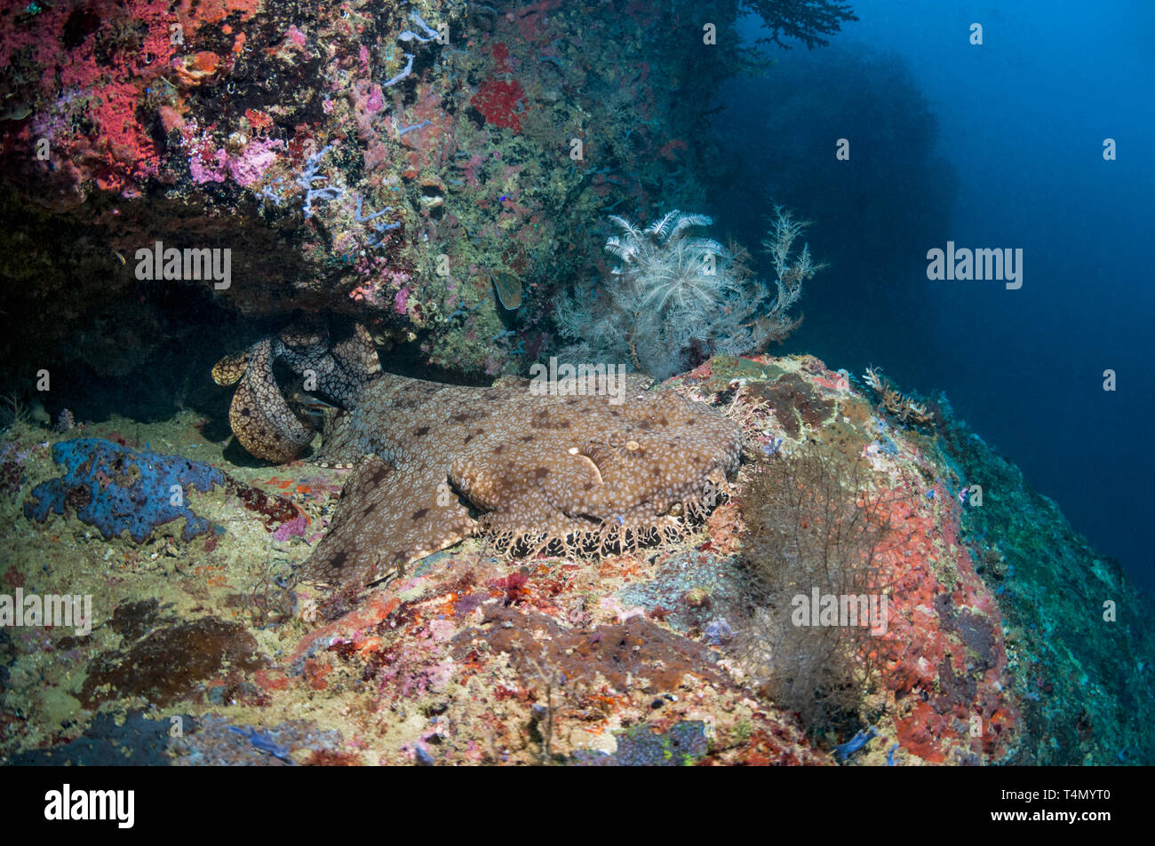 Wobbegong [Orectolobus maculatus] at rest on coral reef.  Triton Bay, West Papua, Indonesia. Stock Photo