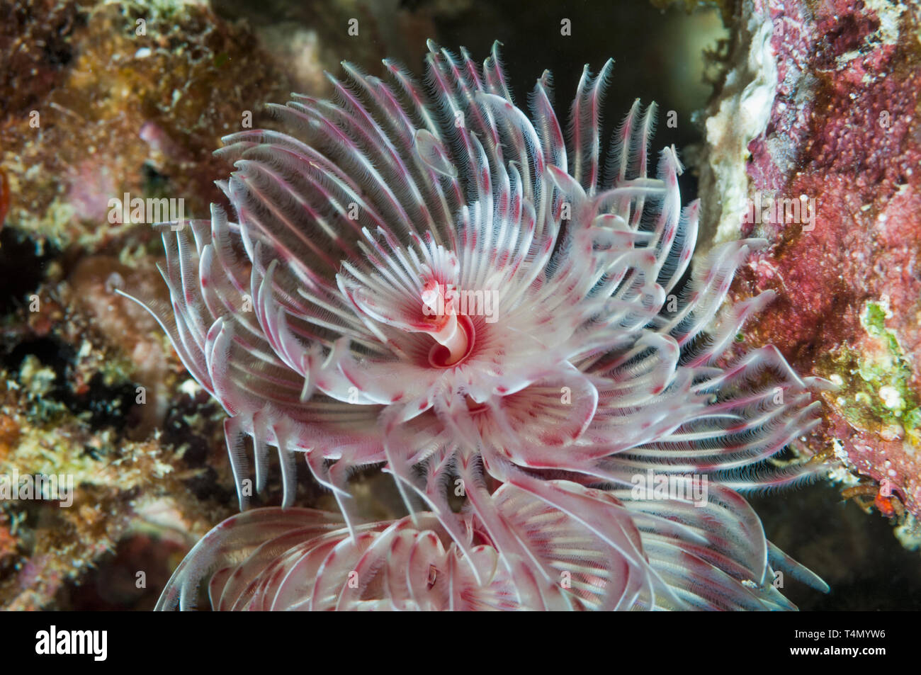 Magnificent tube worm, Feather duster worm [Protula magnifica]. North