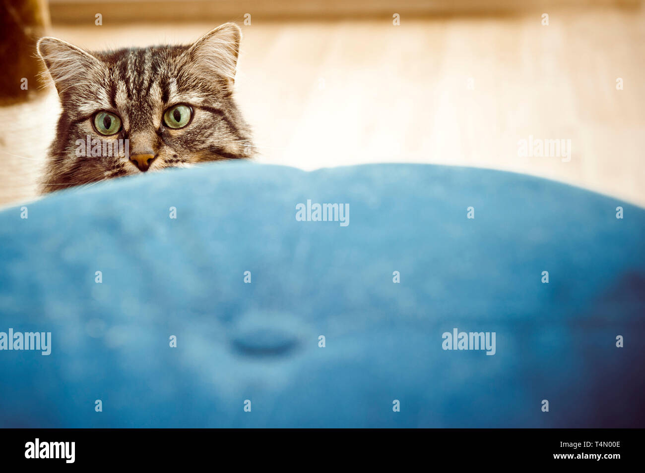 cat peeking from behind an ottoman Stock Photo