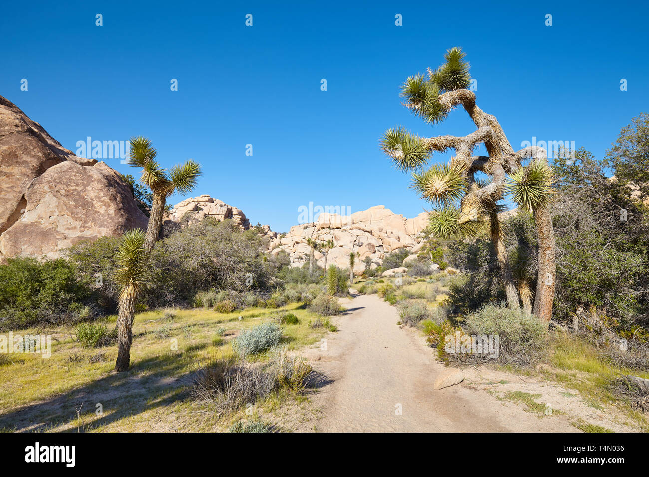 Scenic trail path in the Joshua Tree National Park, California, USA. Stock Photo