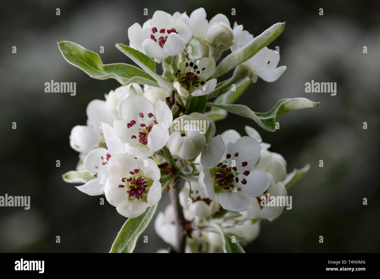 Weeping Willow-leaved Pear (Pyrus salicifolia 'Pendula'), flowers Stock Photo