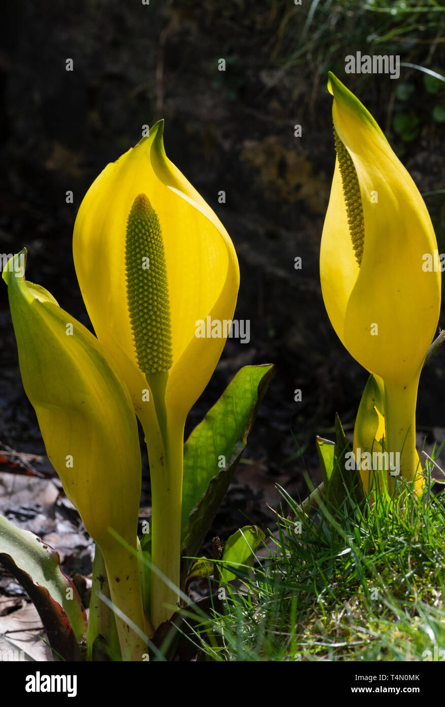 American Skunk-cabbage (Lysichiton americanus), flower Stock Photo - Alamy