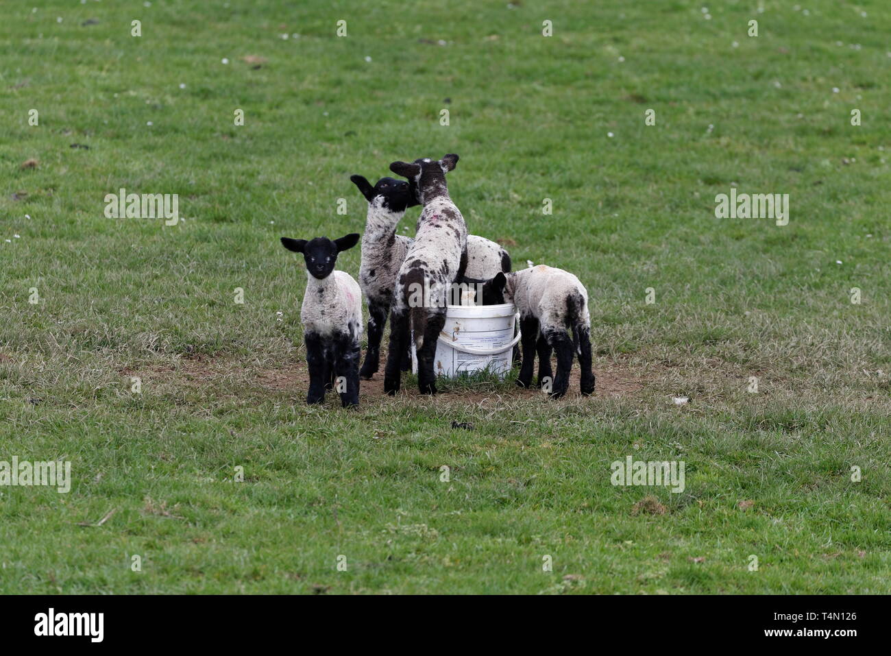 Cute black headed sheep huddling together in spring Stock Photo