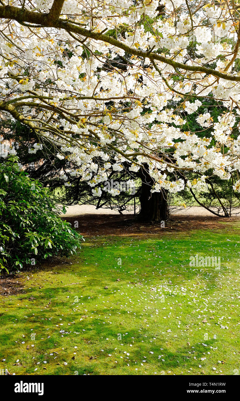 japanese cherry blossom white flowers in garden, norfolk, england Stock Photo